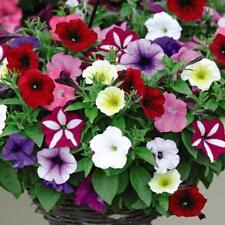 Petunia easy wave for sale  IPSWICH