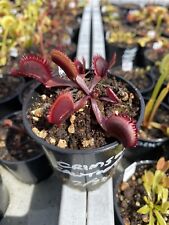 Venus flytrap crimson for sale  FELTHAM