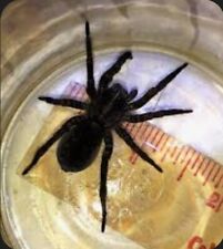 Wolf spider live for sale  Mount Sterling