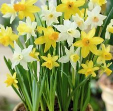 Daffodil botanical mixed. for sale  UK