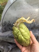 Chayote seed chow for sale  BRISTOL