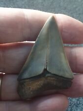 Shark tooth carcharodon d'occasion  Valence