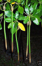 Red mangroves plants for sale  NEWTON ABBOT