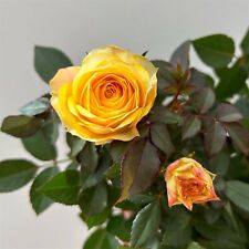 Rose firebird kordana gebraucht kaufen  Deutschland