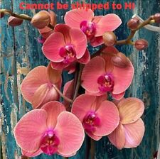 Asian coral phalaenopsis for sale  Danielson