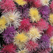 Aster seeds flowers for sale  IPSWICH