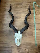 Real kudu skull for sale  Weymouth