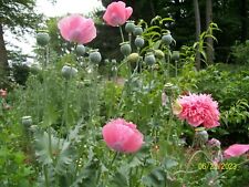 Heirloom pink poppy for sale  Goshen