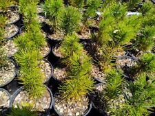 Pinus leucodermis bosnian for sale  Medford