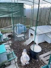 Arkus medium chicken for sale  SHEFFIELD