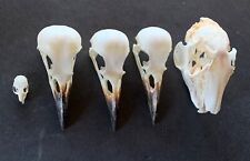 Taxidermy skulls for sale  LITTLEHAMPTON