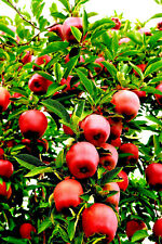 Paradise apple seeds for sale  Saint Augustine
