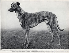 Greyhound 1934 waterloo for sale  COLEFORD