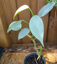 Philodendron silver sword for sale  Saint Petersburg