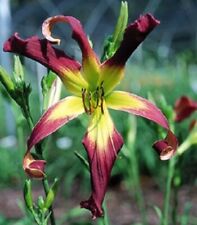 Moving daylilies fans for sale  Portland