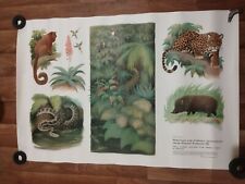 1973 ORIGINAL VINTAGE ZOOLOGICAL SCHOOL CHART,  WALL DECOR for sale  Shipping to South Africa