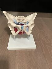 Anatomical medical model for sale  LONDON