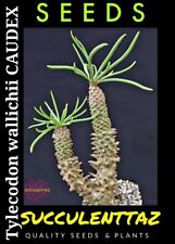 Used, Tylecodon wallichii 10 x Seeds Crassula fam CAUDEX SUCCULENT RARE TRACKING POST  for sale  Shipping to South Africa
