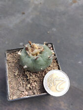 Gymnocalycium kakteen sukkulen gebraucht kaufen  Gaggenau