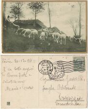 Pascolo gregge pecore usato  Isola Vicentina