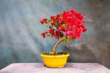 Red bougainvillea pre for sale  North Fort Myers