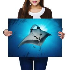 Majestic manta ray for sale  SELBY