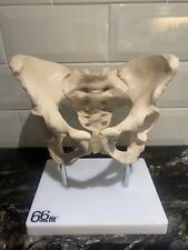 Human pelvis model for sale  GRIMSBY
