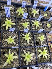 Pinguicula gigantae moctezumae for sale  UK