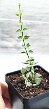 Dischidia ruscifolia variegata for sale  Reseda