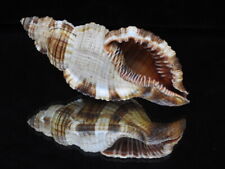 Sea shell Cymatium pilearis 119.3mm ID#6356 for sale  Shipping to South Africa