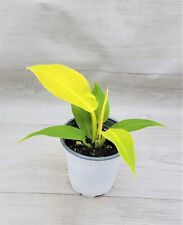 Philodendron moonlight golden for sale  Reseda