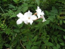 Jasminum officinale white for sale  RAMSGATE