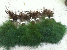 Eastern white pine for sale  Suches