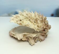 Used, Spondylus Visayensis Spiny Oyster Large 4.5” X 4.5” for sale  Shipping to South Africa