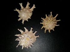 Used, Rare: Bolma girgyllus - Girgyllus star snail - 3 PCS (Approx. 3" or 76mm) for sale  Shipping to South Africa