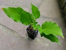Hosta funkie mean for sale  Shipping to Ireland