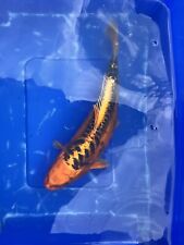 Various butterfly koi for sale  EXMOUTH