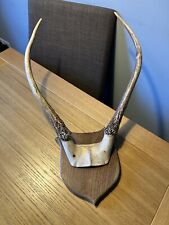 Mounted deer horns for sale  RUGBY