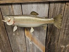 Rainbow trout taxidermy for sale  Harshaw