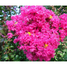 crape myrtle trees for sale  Lakeland