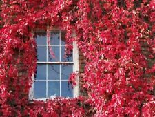 100 Red Virginia Creeper Seeds Parthenocissus quinquefolia Boston Ivy  for sale  Shipping to South Africa