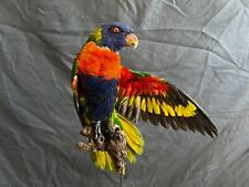 Allfarblori lori papagei gebraucht kaufen  Guben