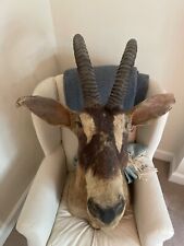 antelope head for sale  CHIPPING NORTON