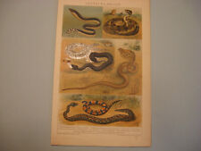 Schlangen giftschlangen tafeln gebraucht kaufen  Uetze