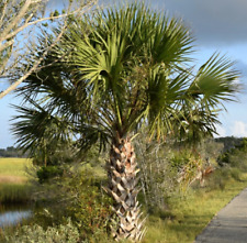 Palmetto cabbage palm for sale  Charleston