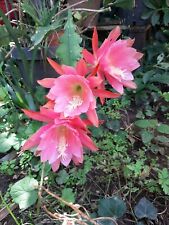 Pink epiphyllum cutting for sale  Shipping to Ireland