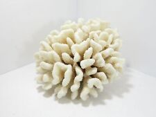 Cauliflower coral extra for sale  Cave Creek