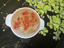 Thai orandas goldfish for sale  Escondido