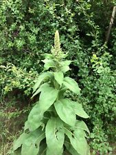 1000 mullein seeds for sale  Heber