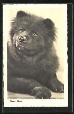 Postcard chow chow for sale  Shipping to Ireland